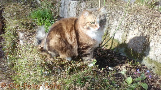 Sibirische Katzen Fadejew vom Schloßpavillon