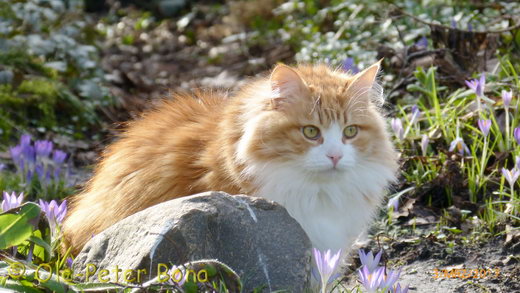 Sibirische Katzen Katrinchen von der Gronau