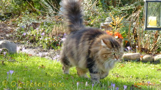 Sibirische Katzen Max von der Gronau