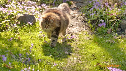 Sibirische Katzen Max von der Gronau