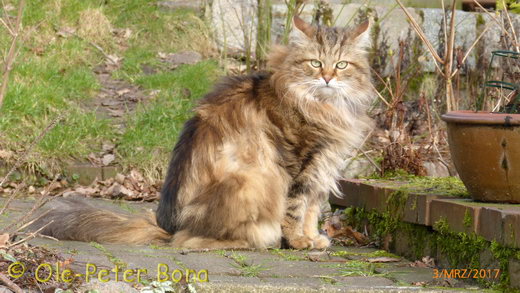 Sibirische Katzen Moritz von der Gronau