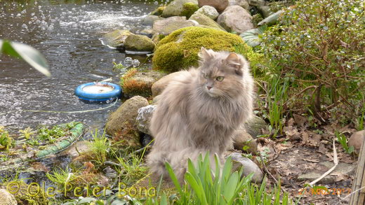 Sibirische Katzen Yanisha von der Gronau