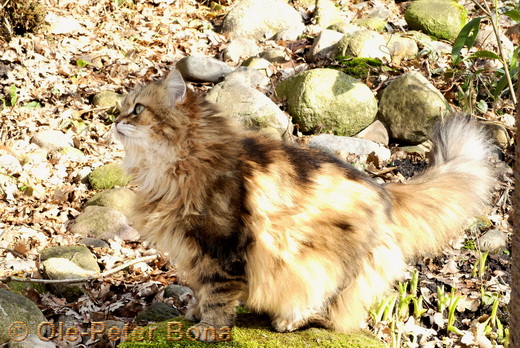 Sibirische Katzen Spirit of New Heaven´s Catjuscha