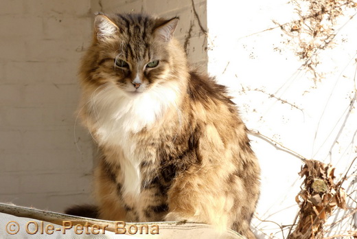 Sibirische Katzen Fadejew vom Schloßpavillon