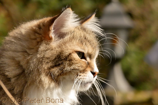 Sibirische Katzen Fadejew vom Schloßpavillon