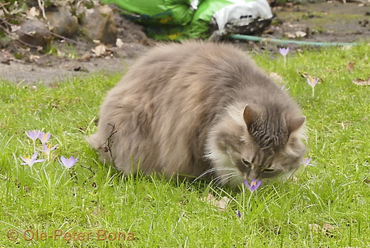 Sibirische Katzen Hetty von der Gronau