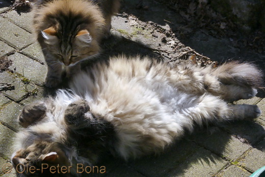 Sibirische Katzen Max und Moritz von der Gronau