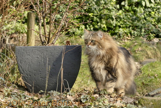 Sibirische Katzen Moritz von der Gronau