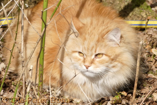 Sibirische Katzen Zaimka Avos