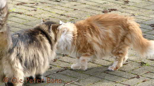 Sibirische Katze Max von der Gronau und Zaimka Avos 