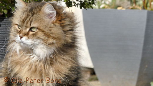 Sibirische Katzen Spirit of New Heaven´s Catjuscha