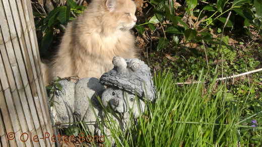 Sibirische Katzen Floris von der Gronau