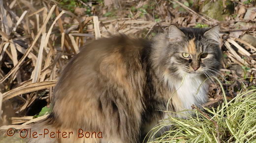 Sibirische Katzen Hela von der Gronau