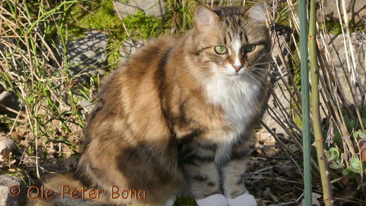 Sibirische Katze Jule von der Gronau