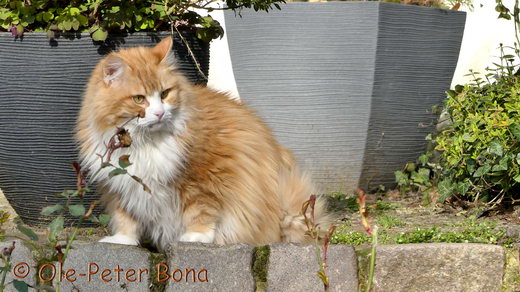 Sibirische Katze Katrinchen von der Gronau