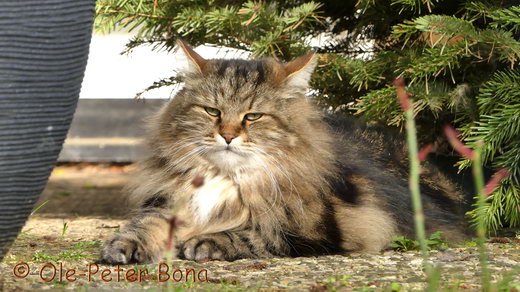 Sibirische Katze Max von der Gronau