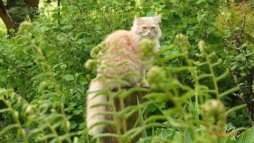 Sibirische Katzen Hetty von der Gronau