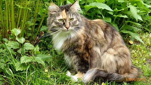 Sibirische Katzen Max von der Gronau