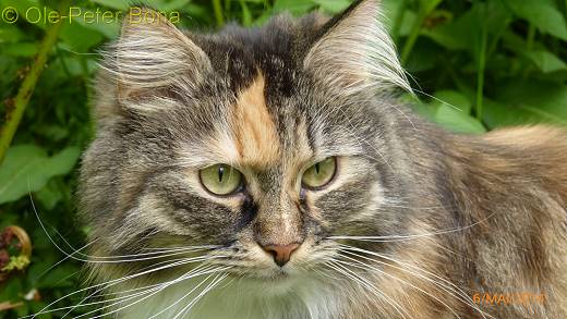 Sibirische Katzen Max von der Gronau