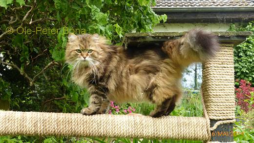 Sibirische Katzen Moritz von der Gronau