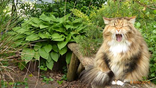 Sibirische Katzen Moritz von der Gronau