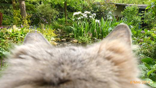 Sibirische Katzen Floris von der Gronau