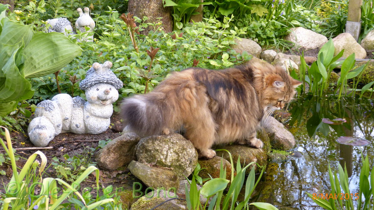 Sibirische Katzen Spirit of New Heaven´s Catjuscha