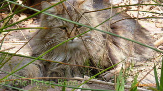 Sibirische Katzen Max von der Gronau