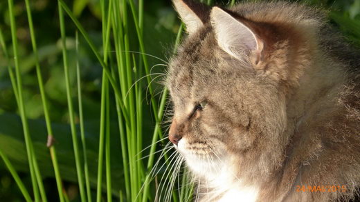 Sibirische Katzen Max von der Gronau