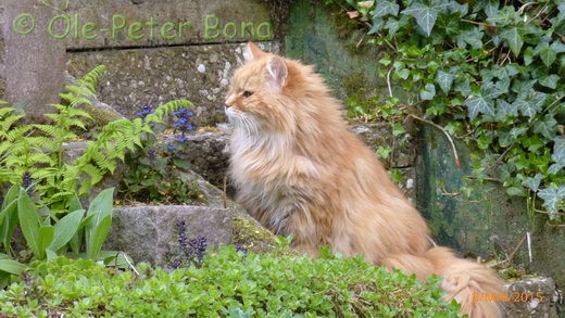 Sibirische Katzen Sandokhan von der Gronau