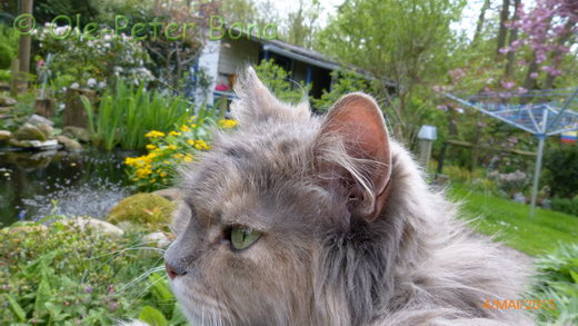 Sibirische Katzen Yanisha von der Gronau