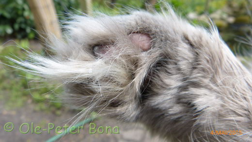 Sibirische Katzen Yanisha von der Gronau