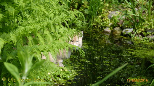 Sibirische Katzen Floris von der Gronau