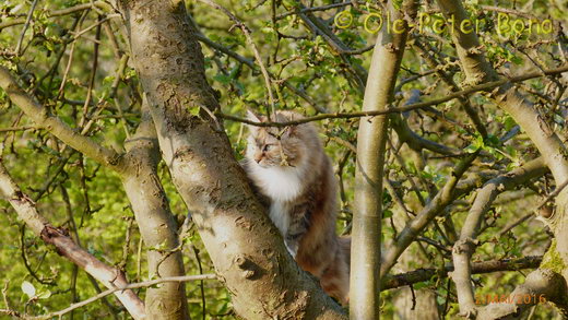 Sibirische Katzen Gwenja von der Gronau