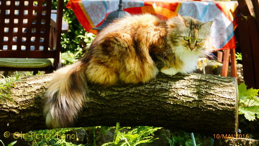 Sibirische Katzen Gwenja von der Gronau