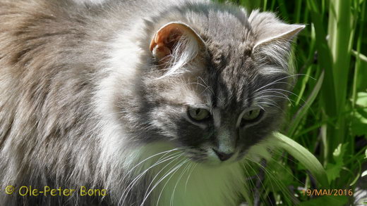 Sibirische Katzen Hetty von der Gronau