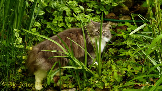 Sibirische Katzen Hetty von der Gronau