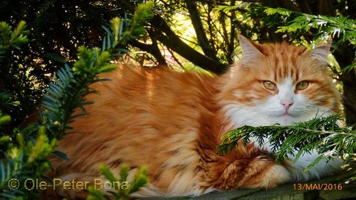 Sibirische Katzen Katrinchen von der Gronau