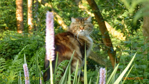 Sibirische Katzen Max von der Gronau und Zaimka Avos