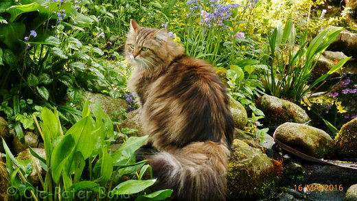 Sibirische Katzen Moritz von der Gronau