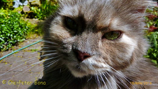 Sibirische Katzen Yanisha von der Gronau