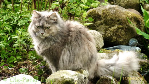 Sibirische Katzen Yanisha von der Gronau