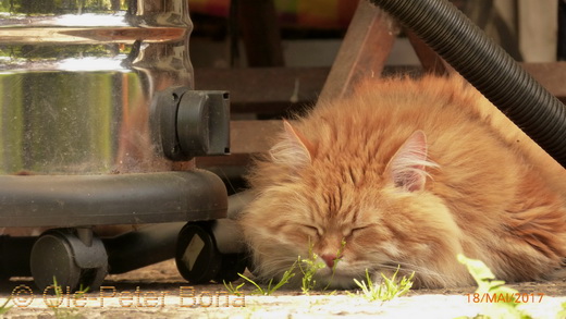 Sibirische Katzen Fadejew vom Schloßpavillon und Hetty von der Gronau