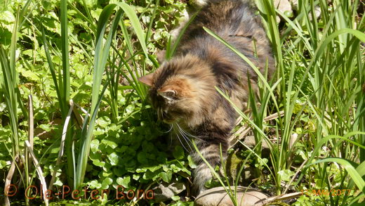 Sibirische Katzen Max von der Gronau