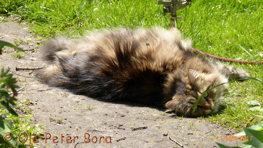 Sibirische Katzen Max von der Gronau