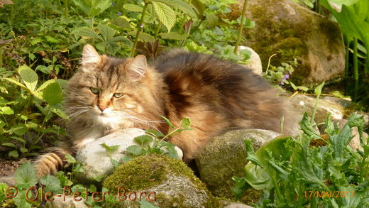 Sibirische Katzen Max von der Gronau 