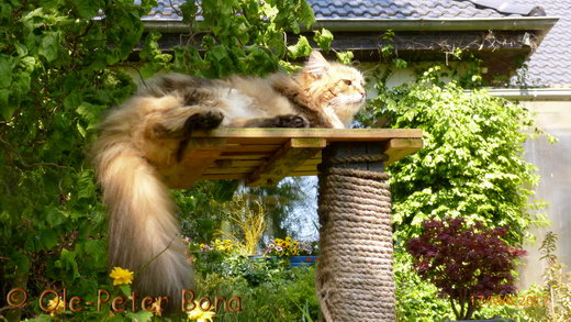 Sibirische Katzen Moritz von der Gronau