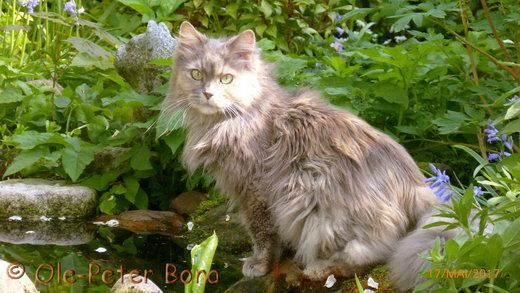 Sibirische Katzen Yanisha von der Gronau