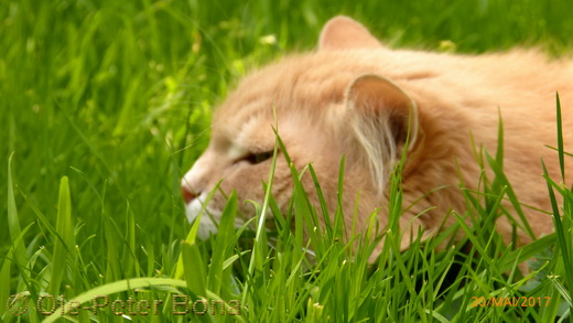 Sibirische Katzen Floris von der Gronau