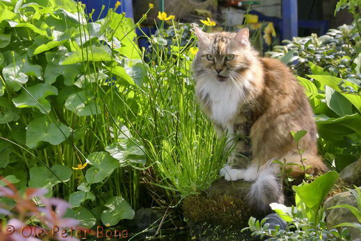 Sibirische Katzen Gwenija von der Gronau